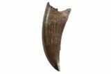 Serrated, Tyrannosaur Tooth - Judith River Formation, Montana #93733-1